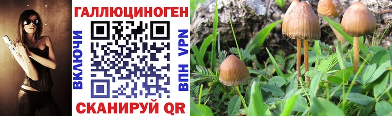 Галлюциногенные грибы прущие грибы  Купить закладки  Подпорожье 